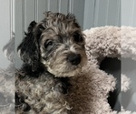 Small Photo #1 Aussiedoodle-Goldendoodle Mix Puppy For Sale in ETOWAH, TN, USA