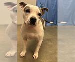 SUNSHINE - Female Mutt Dog for Adoption - Small photo