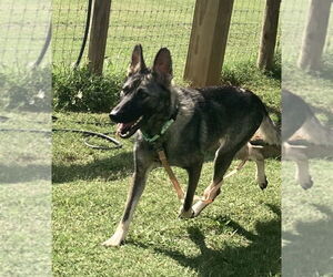 German Shepherd Dog Dogs for adoption in Columbus, IN, USA