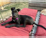 Small #5 Labrador Retriever Mix