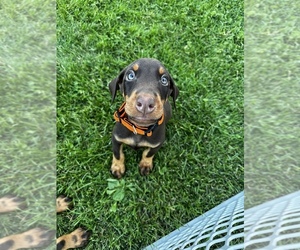 Doberman Pinscher Puppy for sale in OREGON, IL, USA