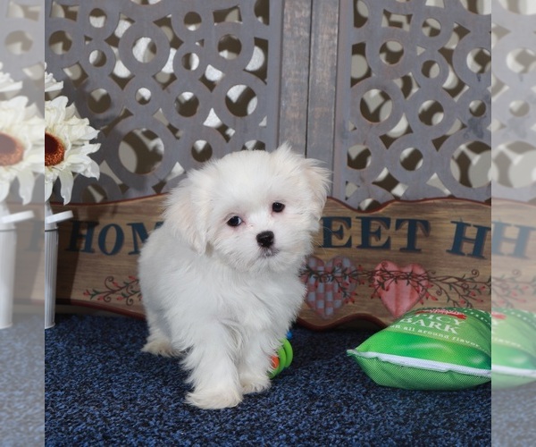 Medium Photo #3 Shih Tzu Puppy For Sale in MOUNT VERNON, OH, USA