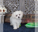 Small #2 Shih Tzu