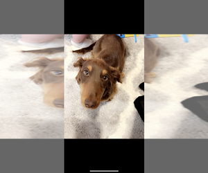 Father of the Dachshund puppies born on 05/20/2025