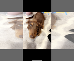 Small Photo #1 Dachshund Puppy For Sale in HILLSBORO, KY, USA