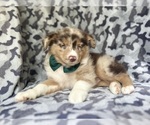 Small #7 Miniature Australian Shepherd