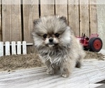 Small Pomeranian