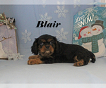 Small Photo #1 Cavalier King Charles Spaniel Puppy For Sale in CHANUTE, KS, USA