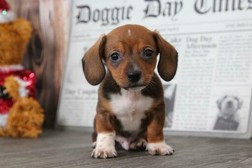 Medium Photo #1 Dachshund Puppy For Sale in BEL AIR, MD, USA