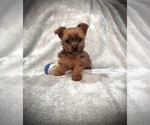 Yorkshire Terrier Puppy for sale in HOBART, IN, USA