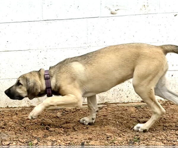 Medium Photo #24 Anatolian Shepherd-Rhodesian Ridgeback Mix Puppy For Sale in Higley, AZ, USA