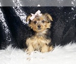 Small #2 Yorkshire Terrier