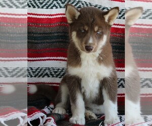 Siberian Husky Puppy for sale in FREDERICKSBURG, OH, USA