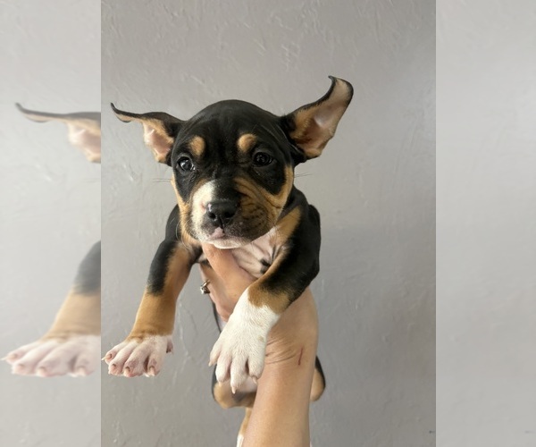 Medium Photo #13 American Bully Puppy For Sale in SEBRING, FL, USA