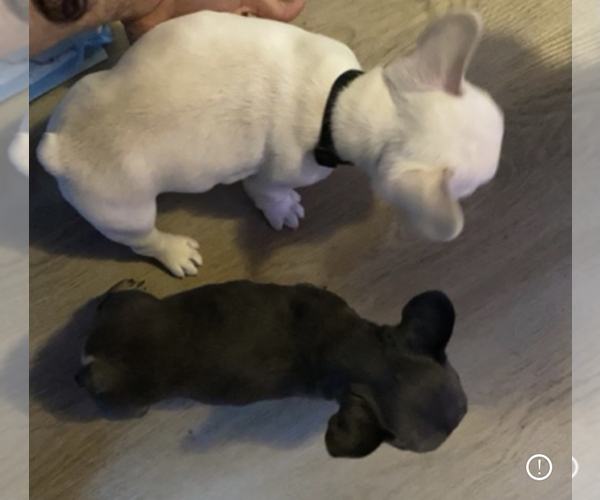 Medium Photo #10 French Bulldog Puppy For Sale in PADUCAH, KY, USA