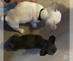 Small Photo #10 French Bulldog Puppy For Sale in PADUCAH, KY, USA