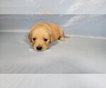 Small #6 Golden Retriever