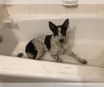 Small Photo #5 Australian Cattle Dog Puppy For Sale in PLYMOUTH, MI, USA