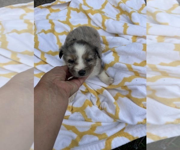 Medium Photo #2 Miniature Australian Shepherd Puppy For Sale in BUSH, LA, USA