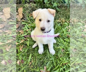 German Shepherd Dog Puppy for Sale in PIEDMONT, Missouri USA