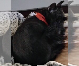 Mother of the Schnauzer (Miniature) puppies born on 09/26/2025