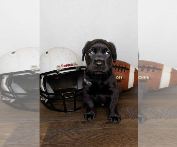 Medium Photo #2 Labrador Retriever-Unknown Mix Puppy For Sale in McKinney, TX, USA