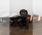 Small #1 Labrador Retriever Mix