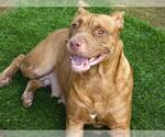 Small #1 American Staffordshire Terrier Mix