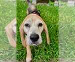 Small #9 Beagle
