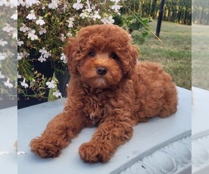 Goldendoodle (Miniature) Puppy for sale in NARVON, PA, USA