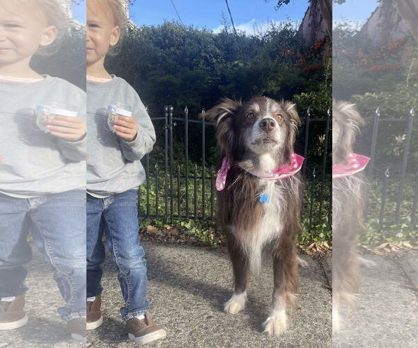 Medium Photo #6 Australian Shepherd Puppy For Sale in Rustburg, VA, USA