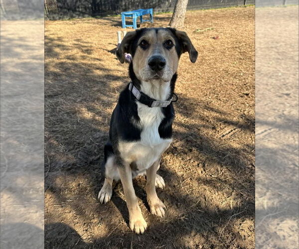 Medium Photo #12 Mutt Puppy For Sale in Evansville, IN, USA