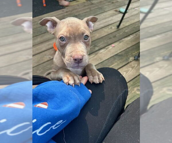 Medium Photo #2 American Pit Bull Terrier Puppy For Sale in Belleville, MI, USA