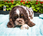 Small Photo #7 Cocker Spaniel Puppy For Sale in WAKARUSA, IN, USA