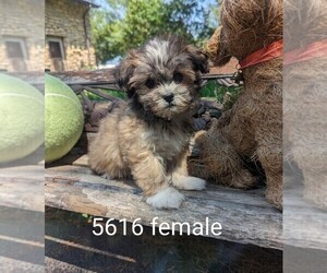 Zuchon Puppy for sale in CLARE, IL, USA