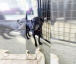 Small #2 Labrador Retriever Mix