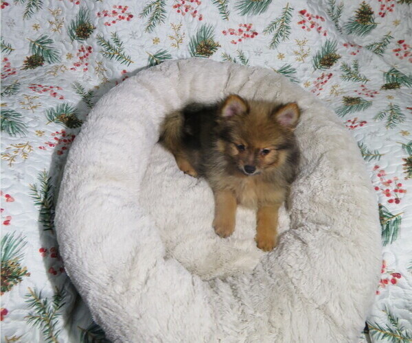 Medium Photo #3 Pomeranian Puppy For Sale in COOKEVILLE, TN, USA