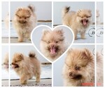 Small Photo #6 Pomeranian Puppy For Sale in CLARE, MI, USA