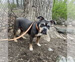 Small #8 Bulldog Mix
