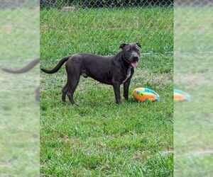 Thaddeus - Male American Staffordshire Terrier-Unknown Mix Dog for Adoption - Photo #21