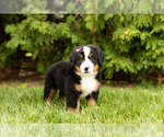 Small Photo #12 Bernese Mountain Dog Puppy For Sale in WOLCOTTVILLE, IN, USA