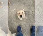 Small Photo #3 Labrador Retriever-Maremma Sheepdog Mix Puppy For Sale in PLAINWELL, MI, USA