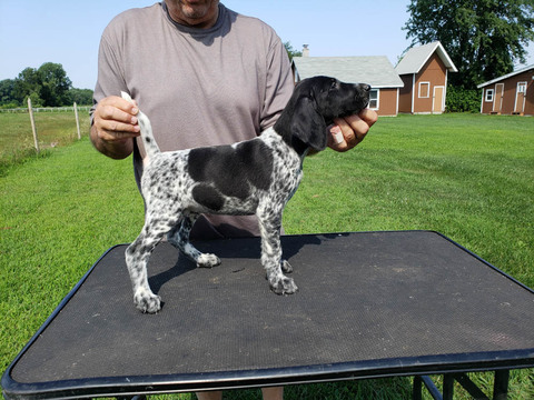 Medium Photo #1 German Shorthaired Pointer Puppy For Sale in NORTH JUDSON, IN, USA