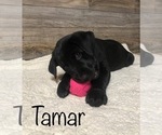 Puppy Tamar Bulldog