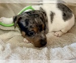 Small #11 Jack Russell Terrier