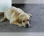 Puppy Lime Green Labrador Retriever