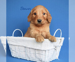 Small Photo #1 Goldendoodle (Miniature) Puppy For Sale in NEW PARIS, IN, USA