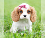 Small #5 Cavalier King Charles Spaniel