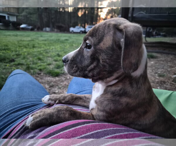Medium Photo #6 Labrador Retriever-Unknown Mix Puppy For Sale in Holly Springs, NC, USA