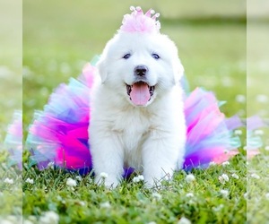 Great Pyrenees Puppy for sale in LEXINGTON, NC, USA